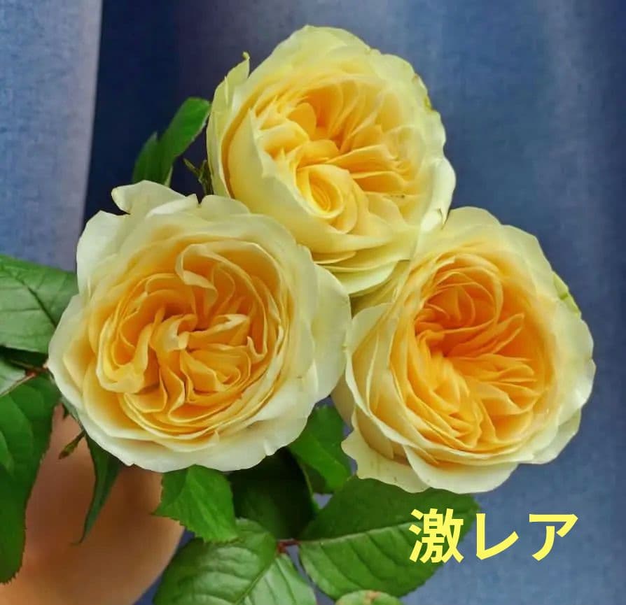 レアバラ苗　　8号鉢大苗　入手困難