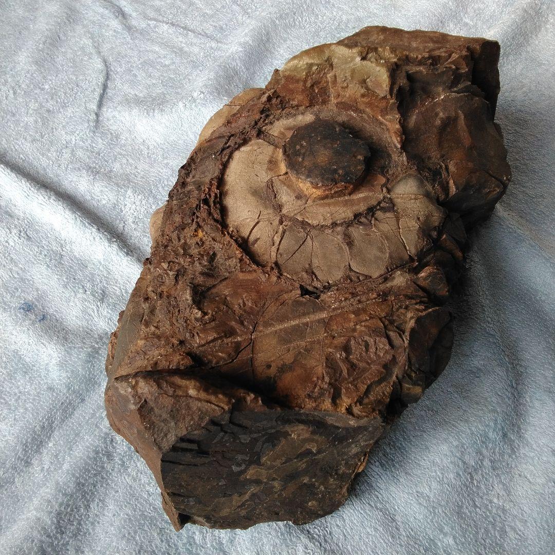 【珍しいアンモナイト化石(約４.５kg )・北海道:羽幌産:白亜紀】