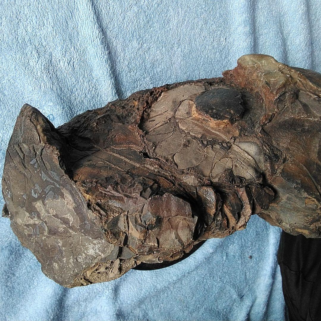 【珍しいアンモナイト化石(約４.５kg )・北海道:羽幌産:白亜紀】