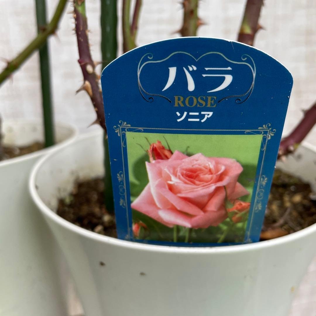 火曜特価！4鉢価格！バラ苗　苗木　薔薇　四季咲き　大輪　6号鉢　接木　ジュリア