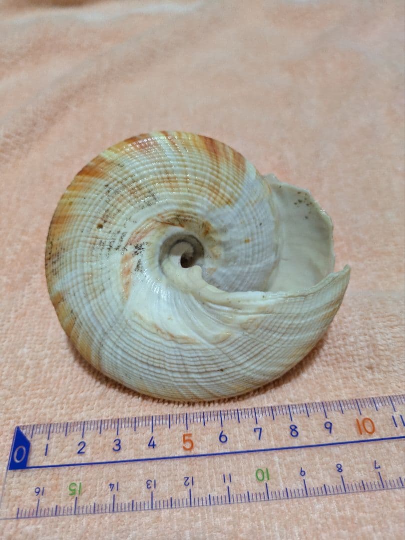 貝殻　オキナエビスガイ　オキナエビス