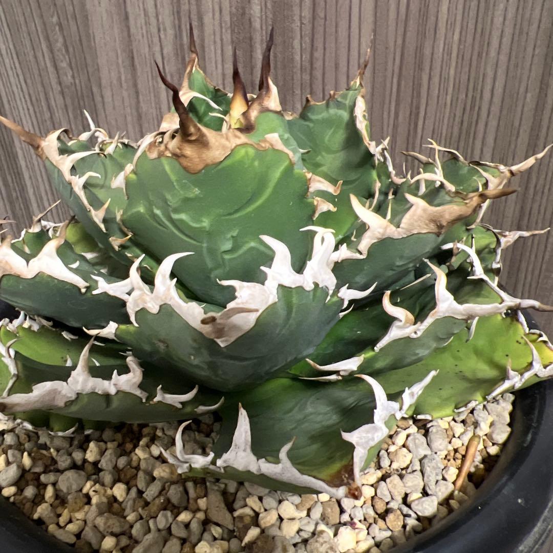 アガベ 狂刺夕映　大株