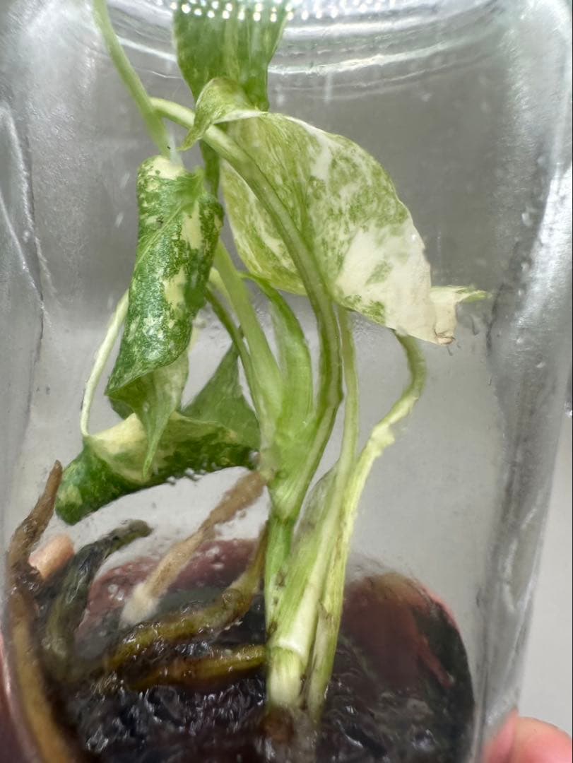 新春特価MonsteraLegacy モンステラ　レガシー 斑入り 散り斑TC株