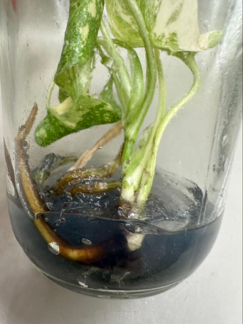 新春特価MonsteraLegacy モンステラ　レガシー 斑入り 散り斑TC株