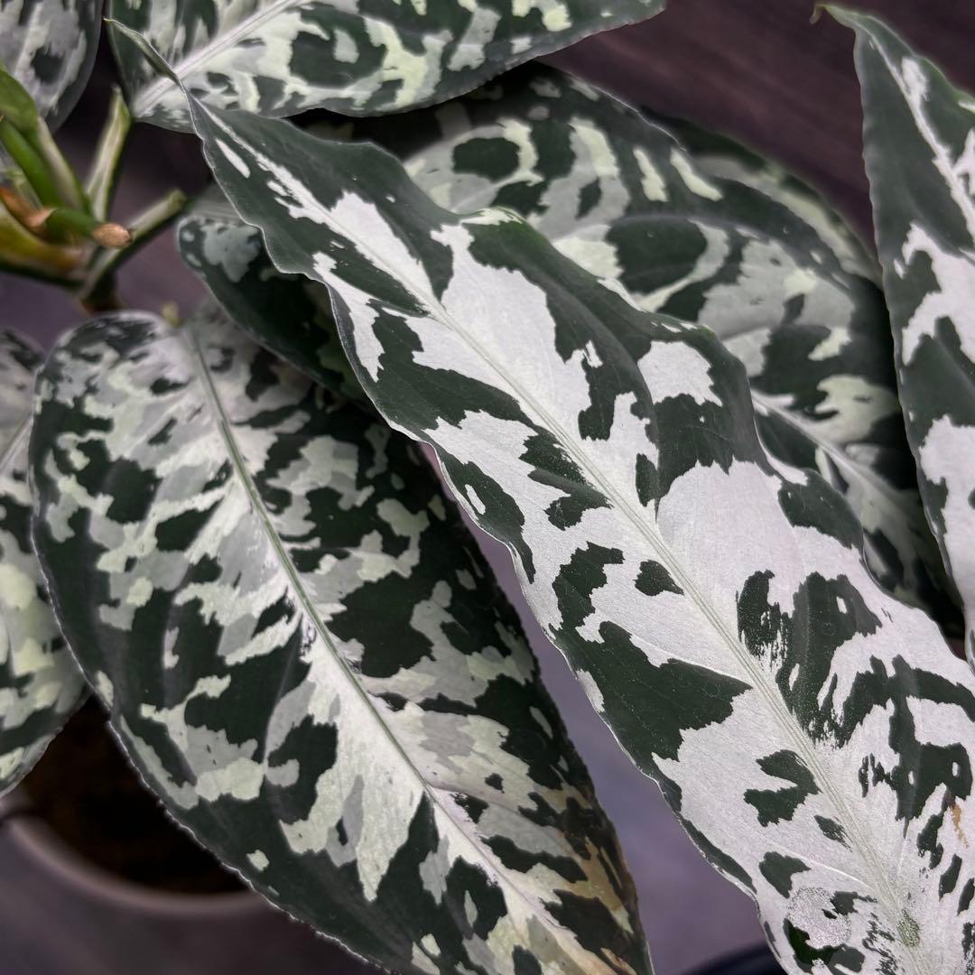 アグラオネマ ピクタム種1粒b2