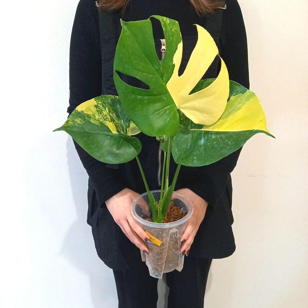 モンステラ　デリシオーサ　ポンポン