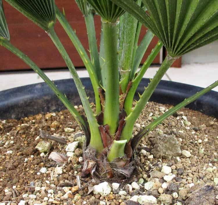 【現品】チャメロプス　フミリス　ボルケーノ　9号　G7番