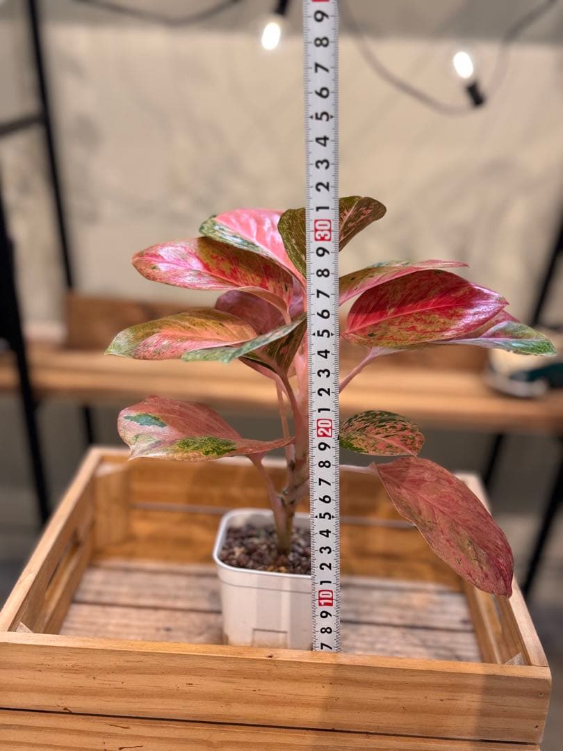 ろ*読様 31 アグラオネマ　ピンクイメリタス　上品な色合い　取り木可能サイズ