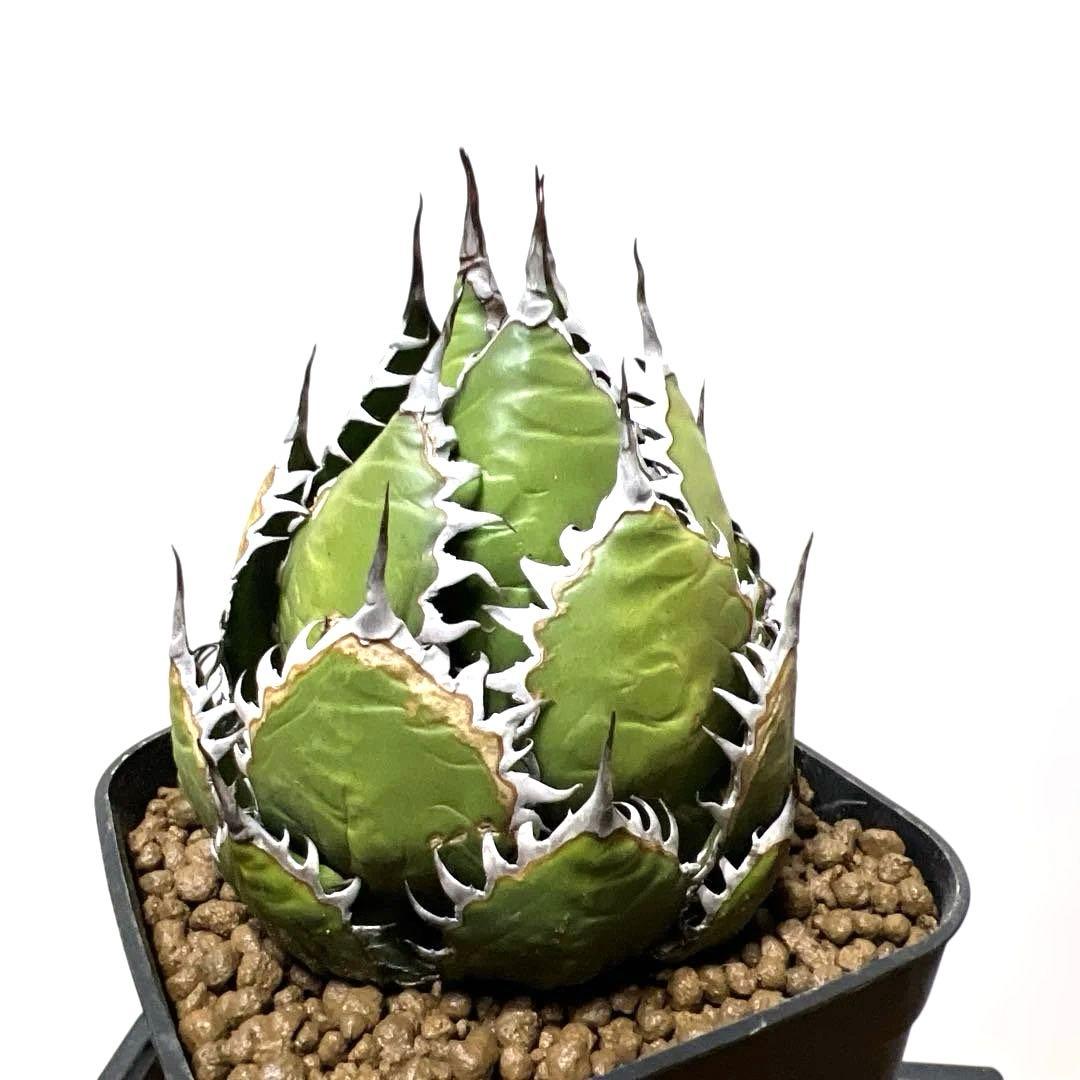 アガベ 鉢植発送 ホリダ 強刺 狂刺 極上血統 スペシャル個体 特選株