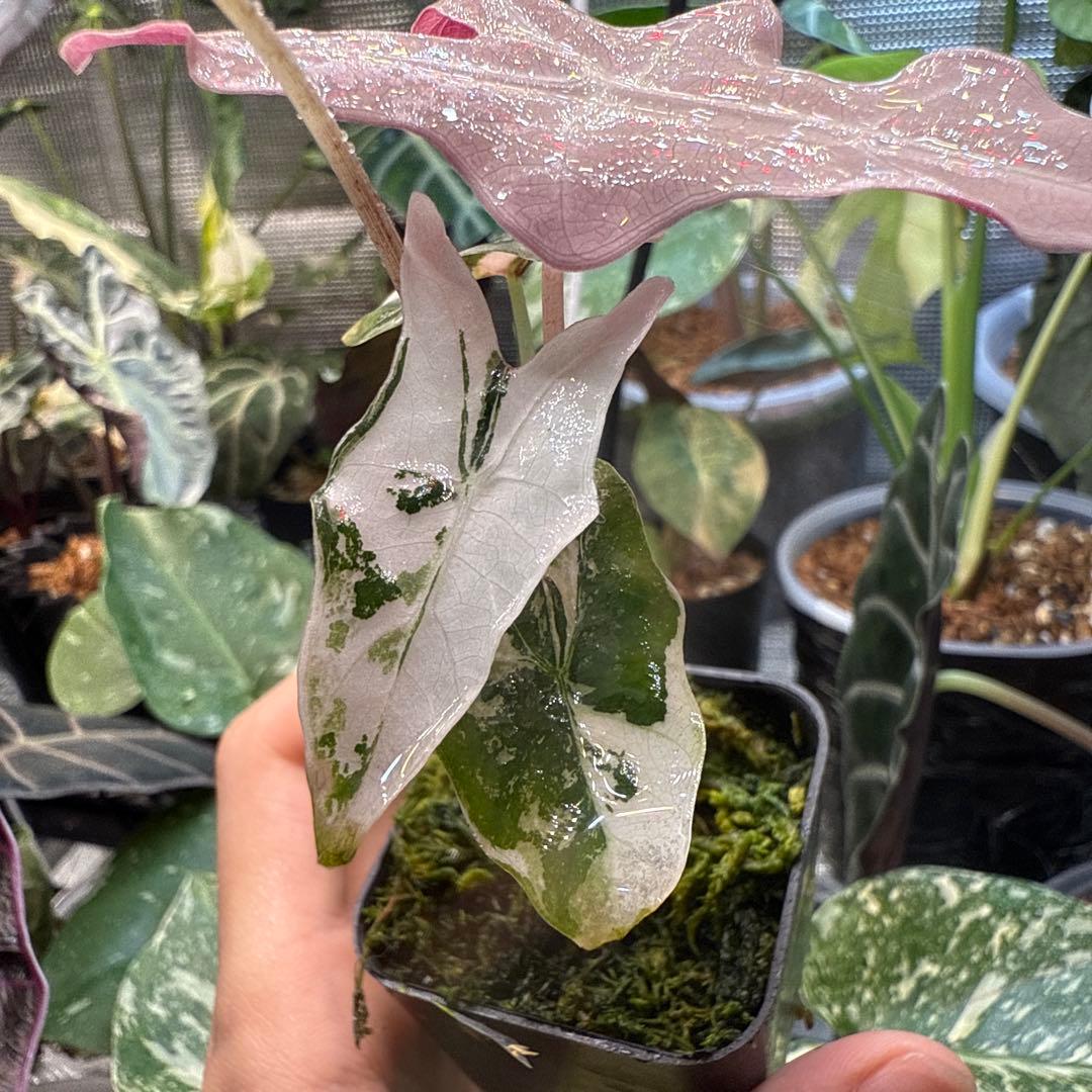 ゴ*ー様 極上 アロカシア ノビリス ピンク