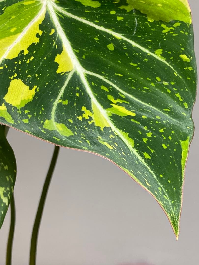 【トリカラー全開‼️】フィロデンドロン　グロリオーサム　トリカラー　斑入り　希少