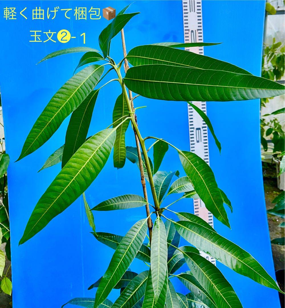 くろ❷-1玉文マンゴー 耐寒ヤマシタに接木