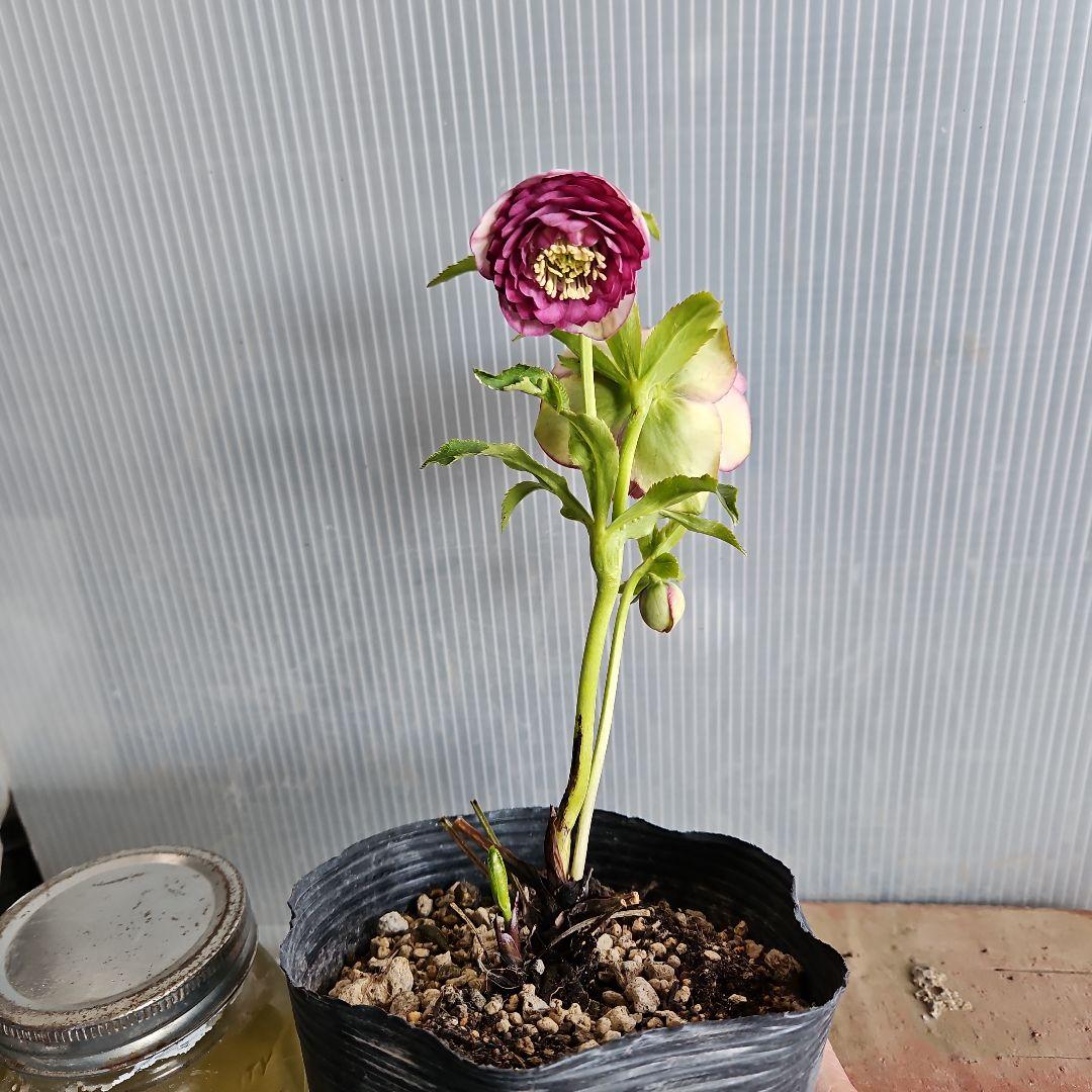 mamo様ご購入苗㉖-351クリスマスローズ