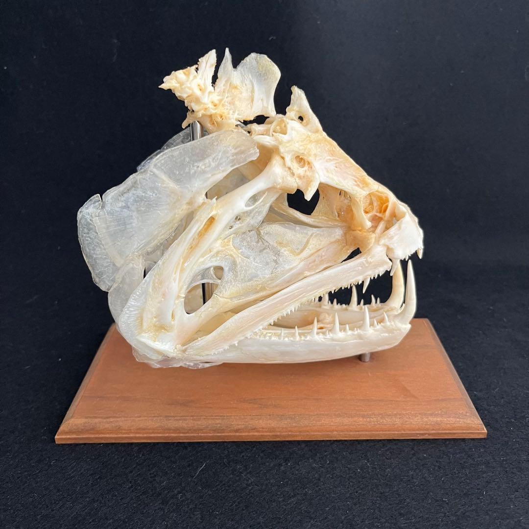 CORE-BOX様　骨格標本　カショーロ