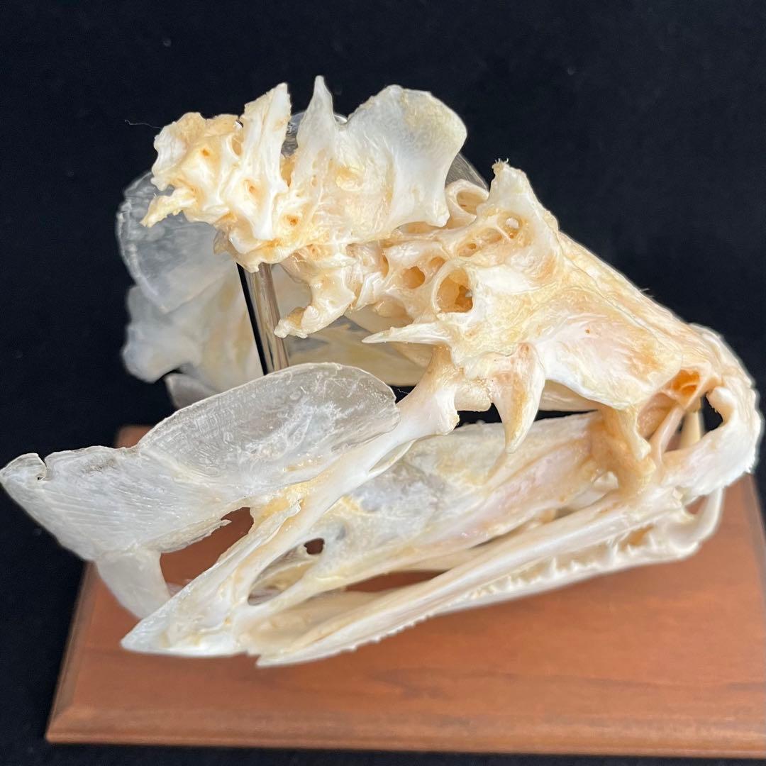 CORE-BOX様　骨格標本　カショーロ