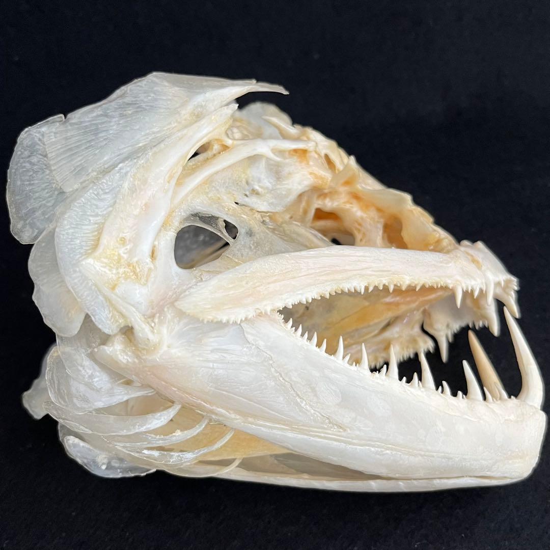 CORE-BOX様　骨格標本　カショーロ