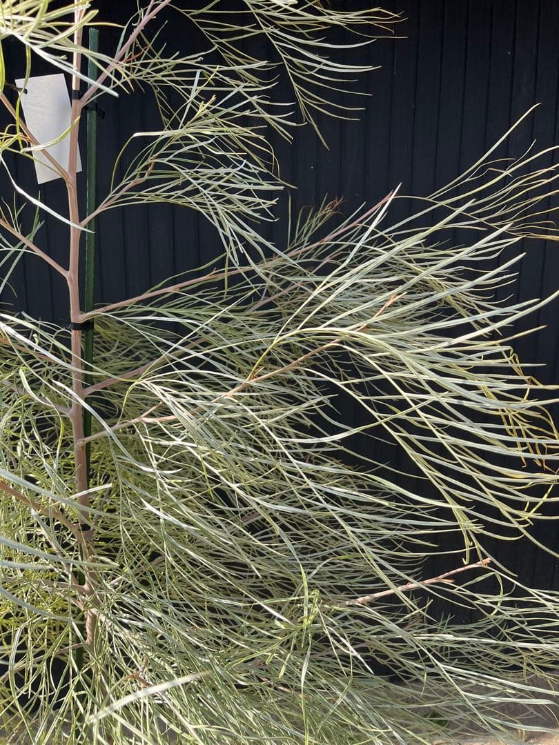 グレビレア ハニーワンダー 大株 オージープランツ