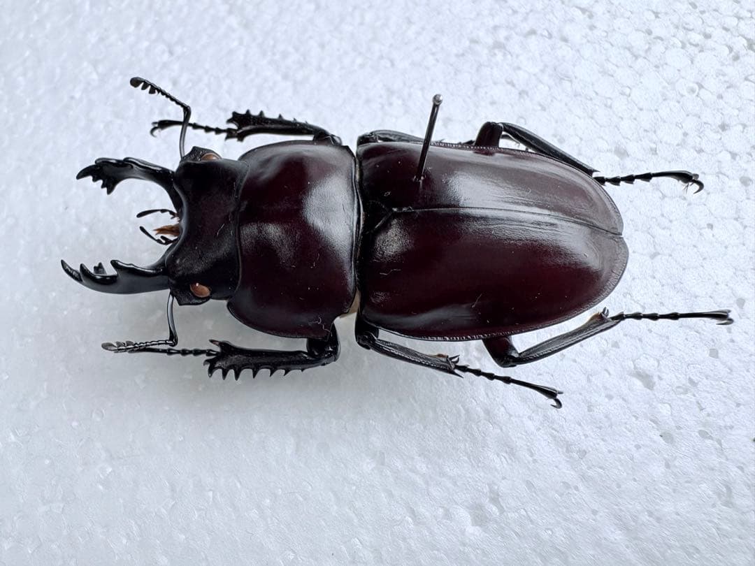 石垣島　ヤエヤママルバネクワガタ　【標本】規制前野外品