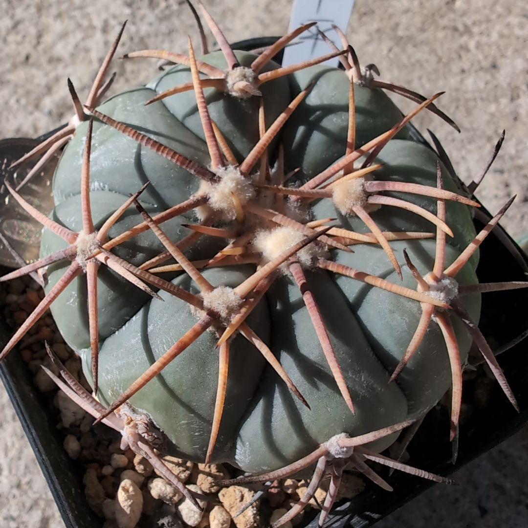 実生　エキノカクタス　白刺　翠平丸(太平丸)　鉢ごと送料込み