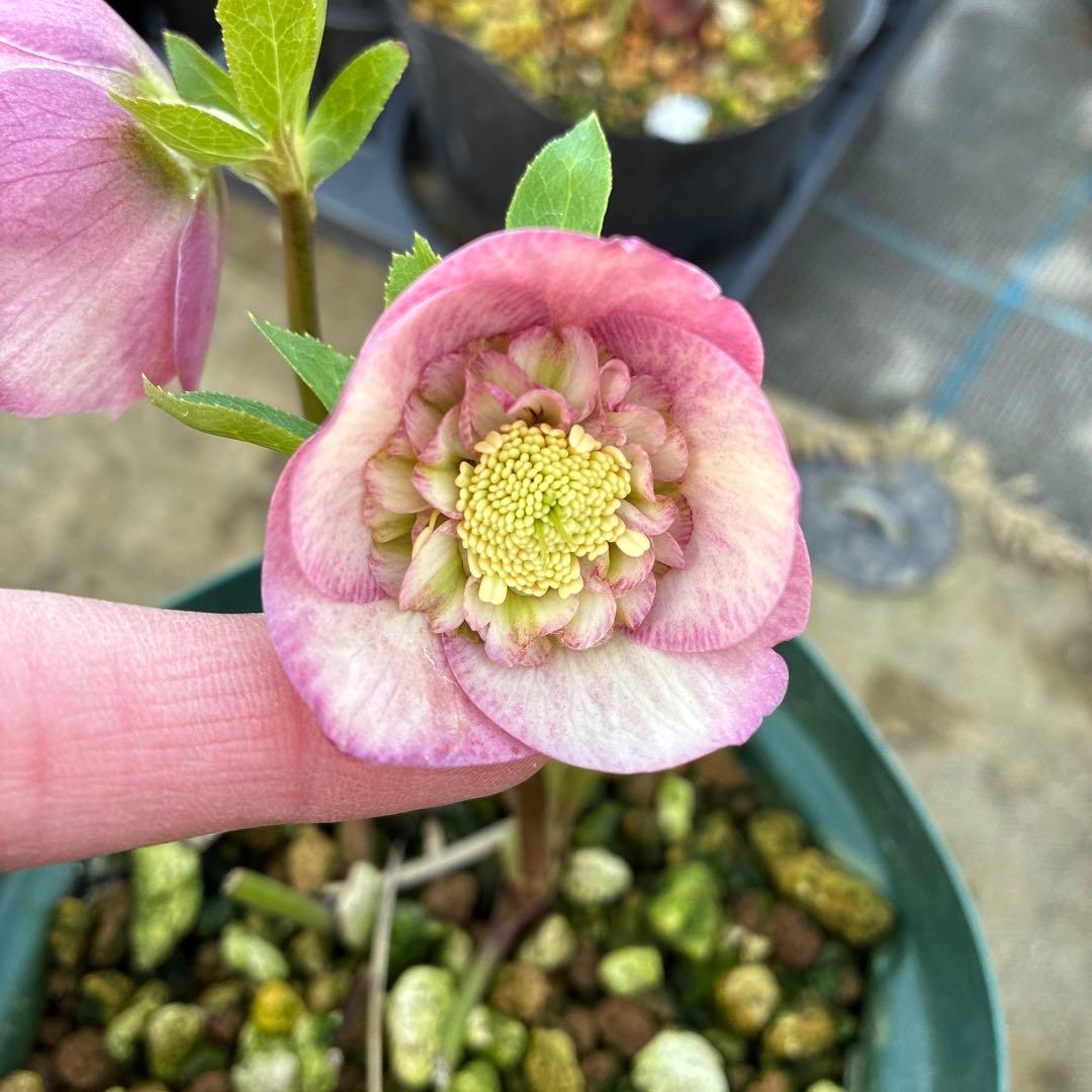 専用です⭐︎ 5日まで　クリスマスローズ　ピンクセミダブル　5寸