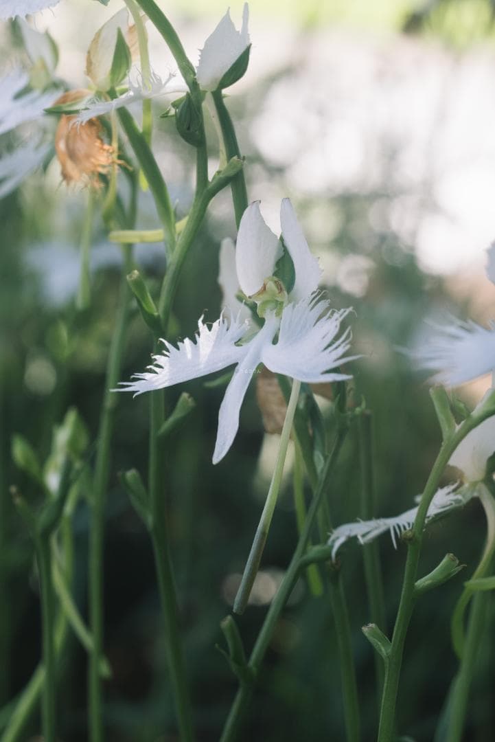 虹が出る！沈胴の巨人！Leica Elmar M 90mm F4 沈胴