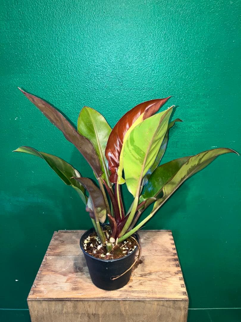 Philodendron 'Imperial Yellow Flame'3.5号