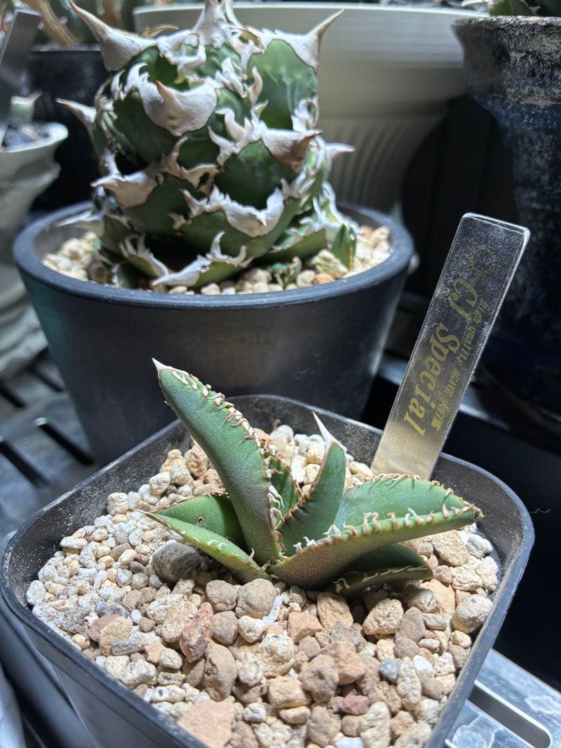 アガベ cjspecial 大白鯊 ホホジロサメ　子株　⭐︎タグ付き⭐︎ A