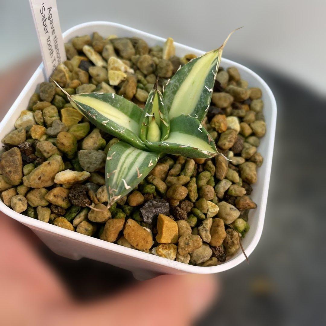 アガベ チタノタ　‘Saber tooth tiger’ 中斑　スナグルトゥース