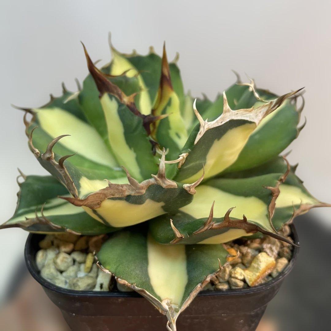 アガベ チタノタ　‘Saber tooth tiger’ 中斑　スナグルトゥース