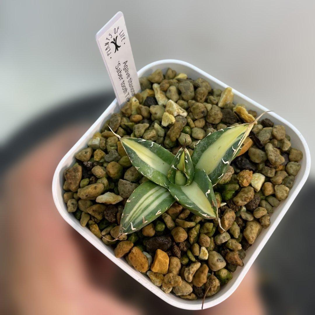 アガベ チタノタ　‘Saber tooth tiger’ 中斑　スナグルトゥース