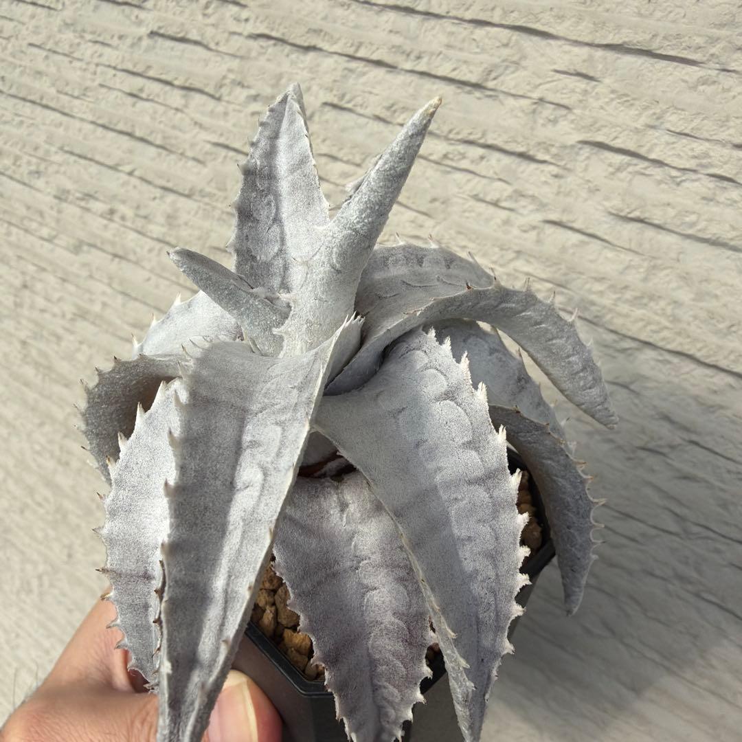 エンコリリウムペディセラツム　子株　希少種