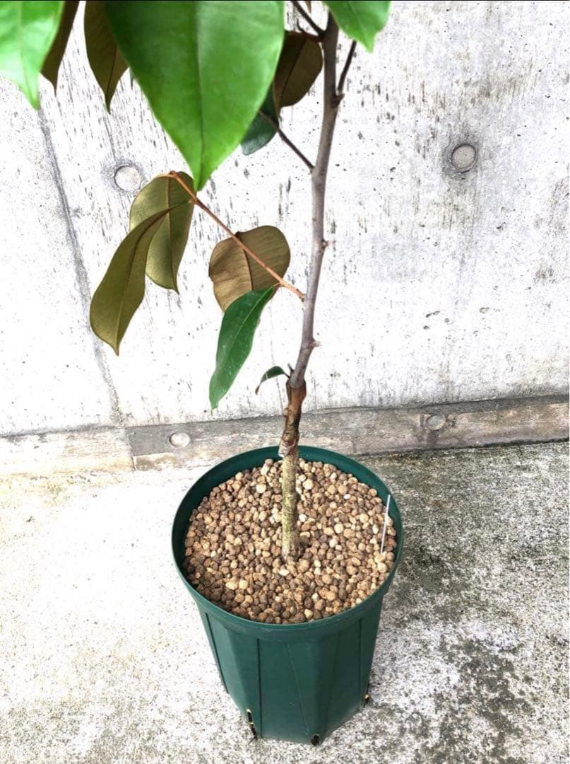 希少！ミルクフルーツ パープル 接木苗 紫 スターアップル 水晶柿