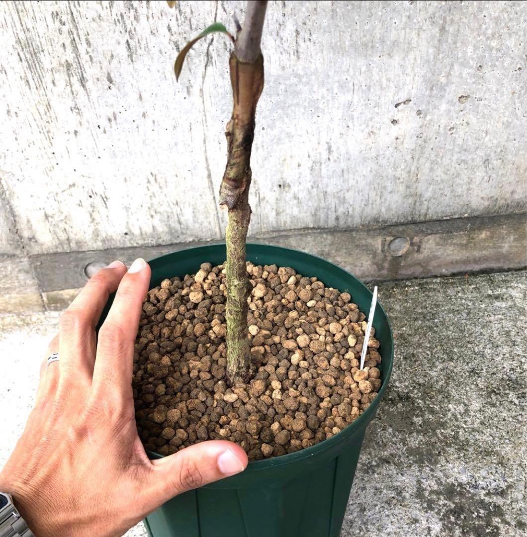 希少！ミルクフルーツ パープル 接木苗 紫 スターアップル 水晶柿