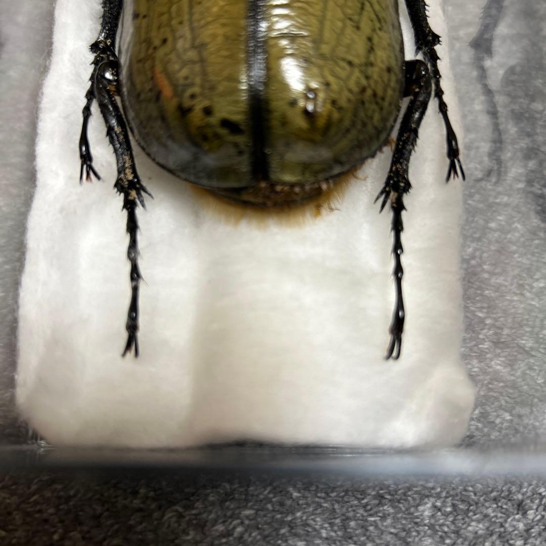 【DHヘラクレス】153mm 標本