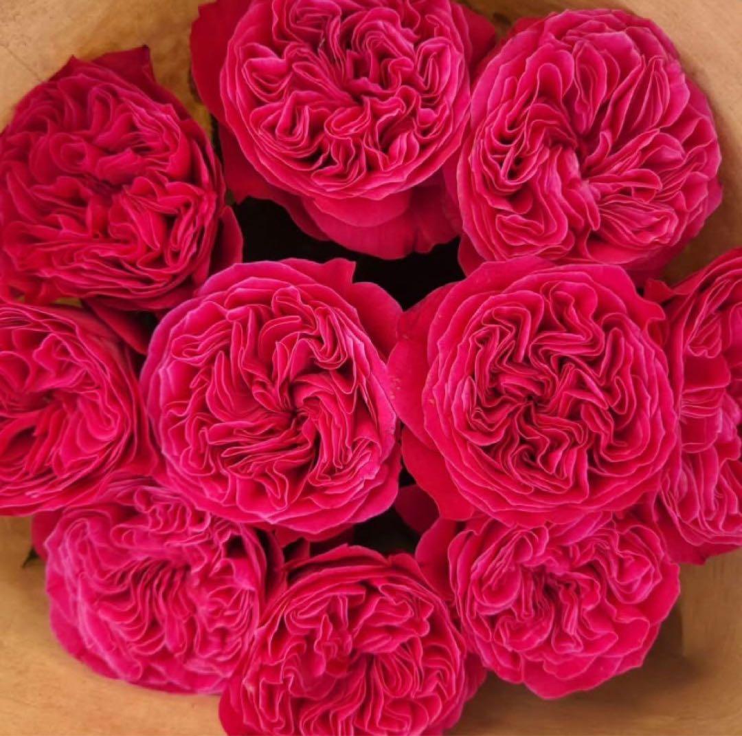 バラ苗　切りバラ苗　 P♡nk'n P♡tty Rose 苗