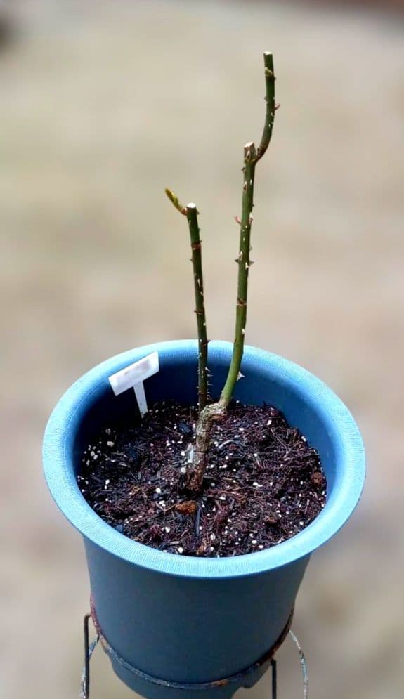 レアバラ苗　超強香　8号鉢接ぎ木大苗　廃盤種