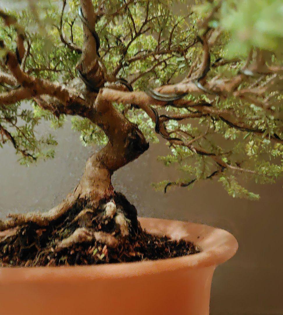 訳あり品、米栂盆栽！