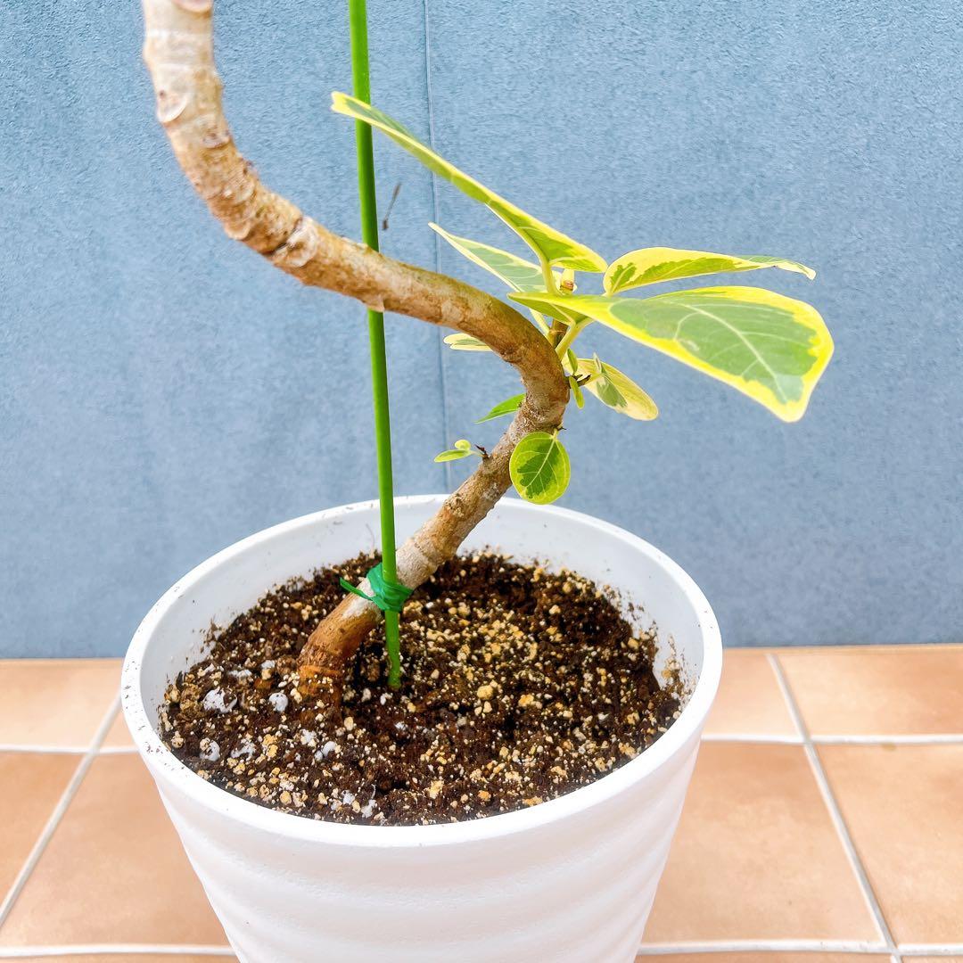 現品　フィカス　ゴムの木　アルテシマ　曲がり　10番　観葉植物　インテリア　人気