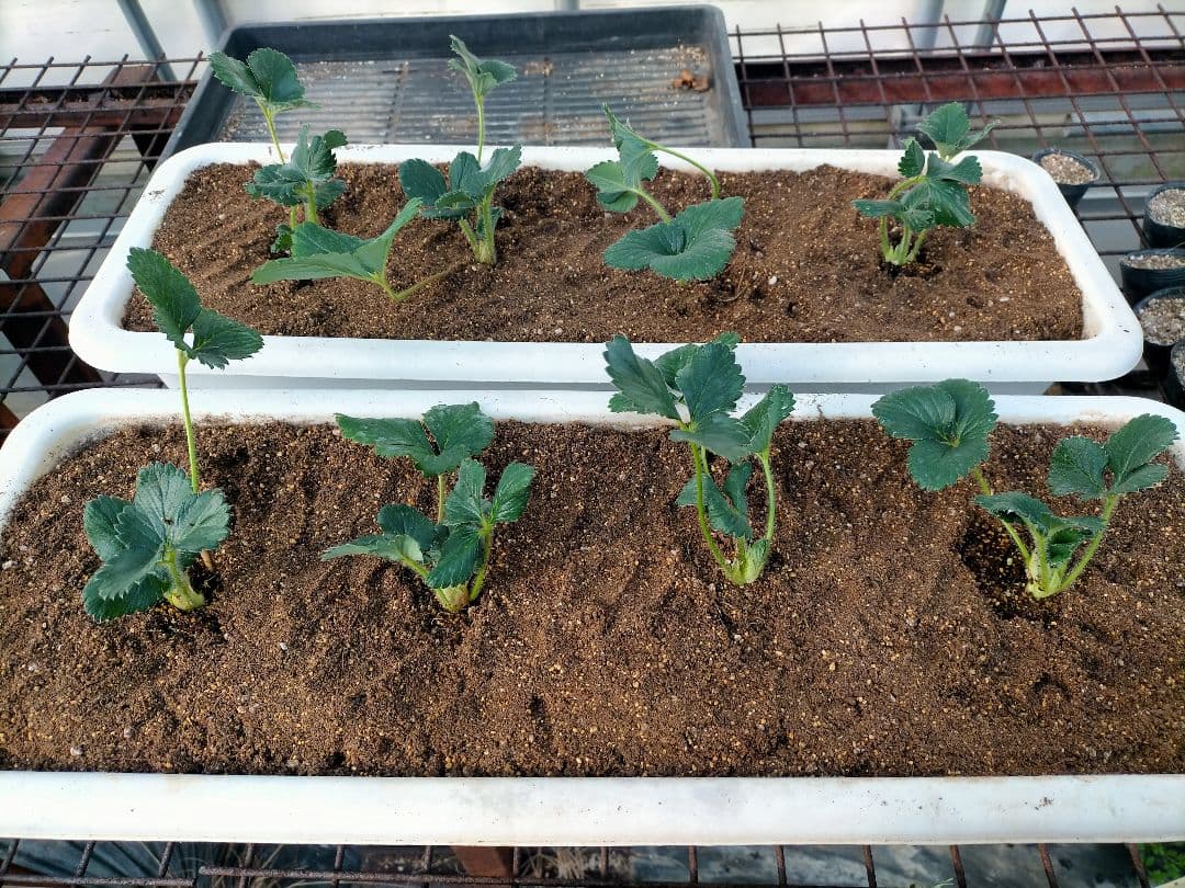 50本　とちおとめ　いちご　苗