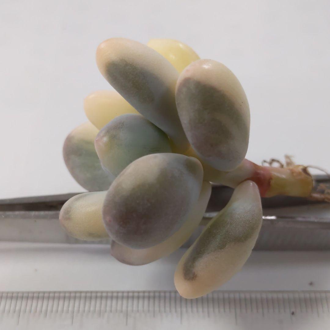 確認どうぞ♥オビフォルメ錦ひまわり紅頬科です。