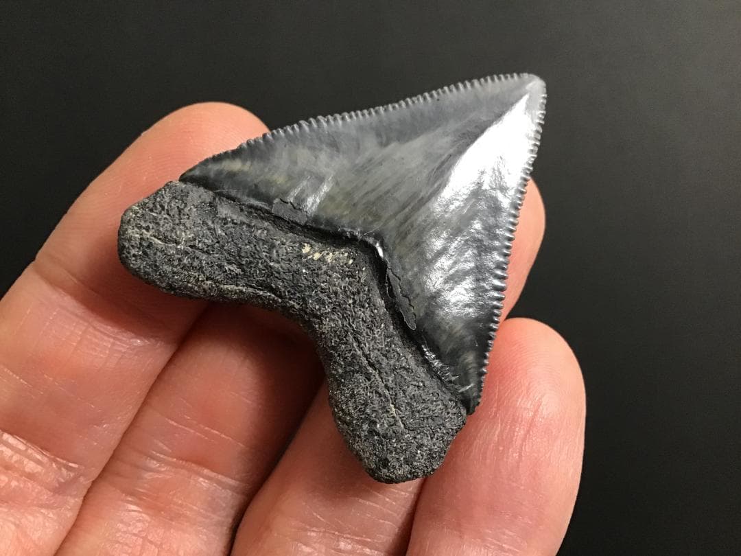 メガロドンの歯 [MG143] 超希少