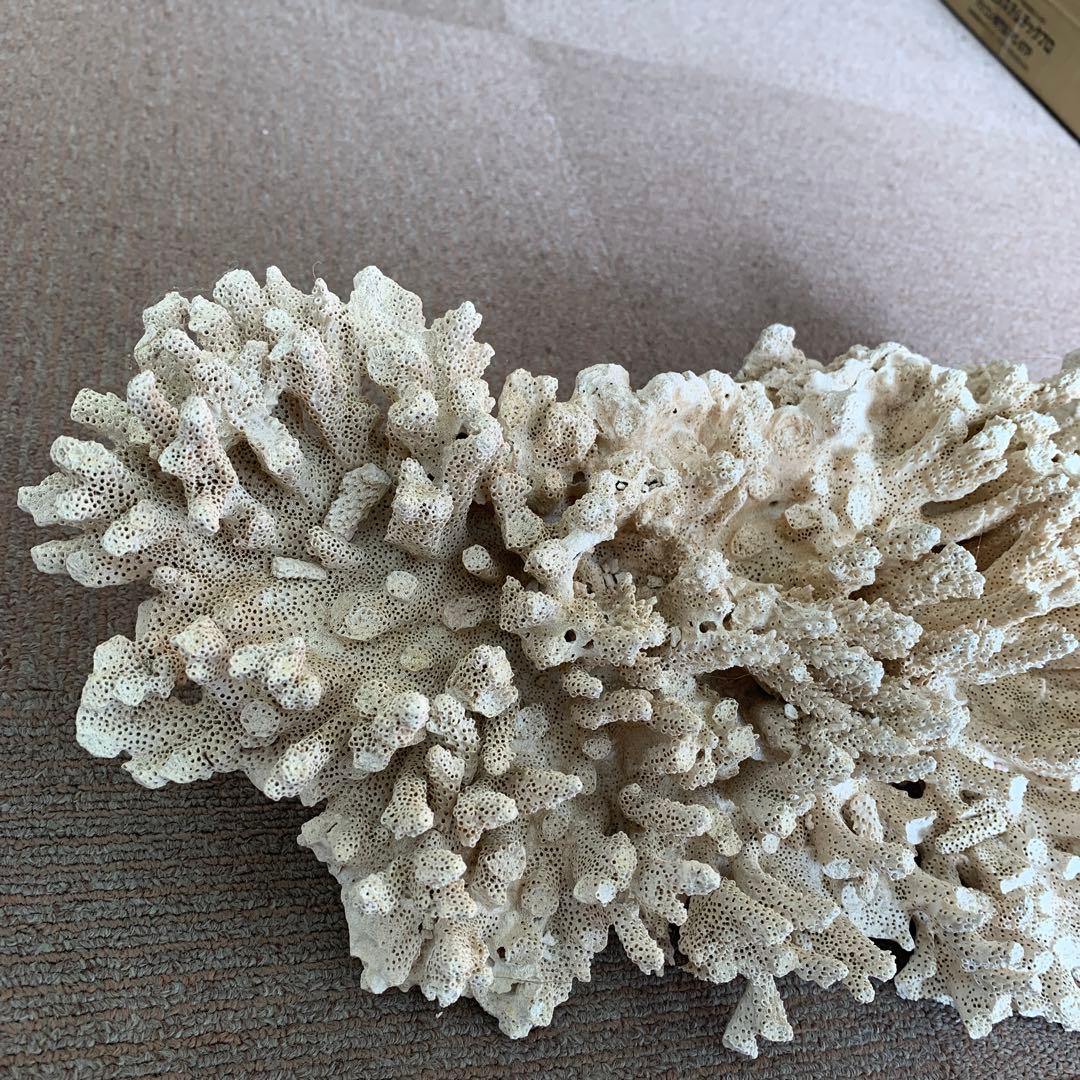 サンゴ ホワイト 約40センチ