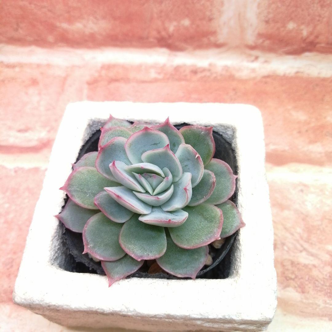 【⠀速達付き】まめこ様ご依頼分 桜大福他 多肉 エケベリア 錦玉園さん