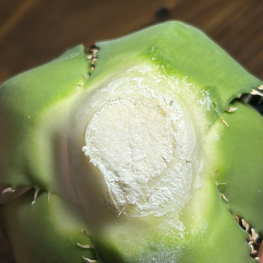 Agave titanota White Ball (Maxilla) イラン株