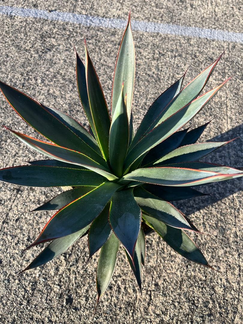 HARU‼️ アガベ　ブルーグロー　耐寒性　ドライガーデン