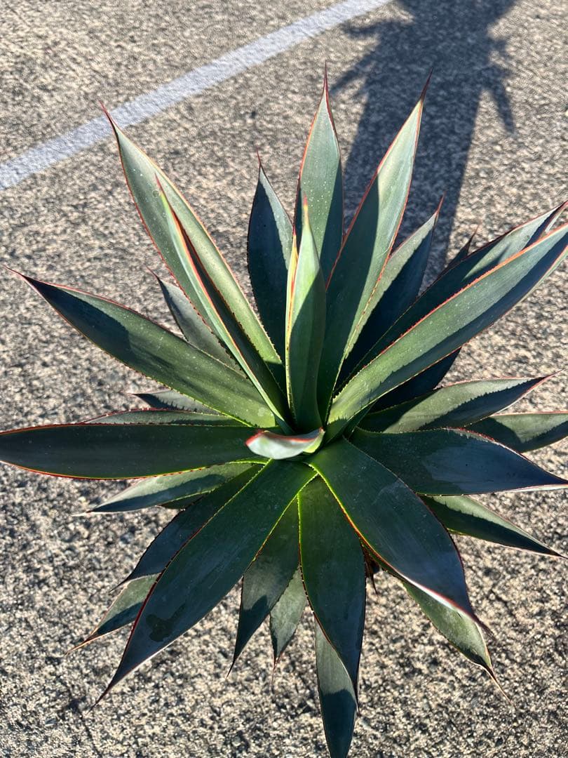 HARU‼️ アガベ　ブルーグロー　耐寒性　ドライガーデン