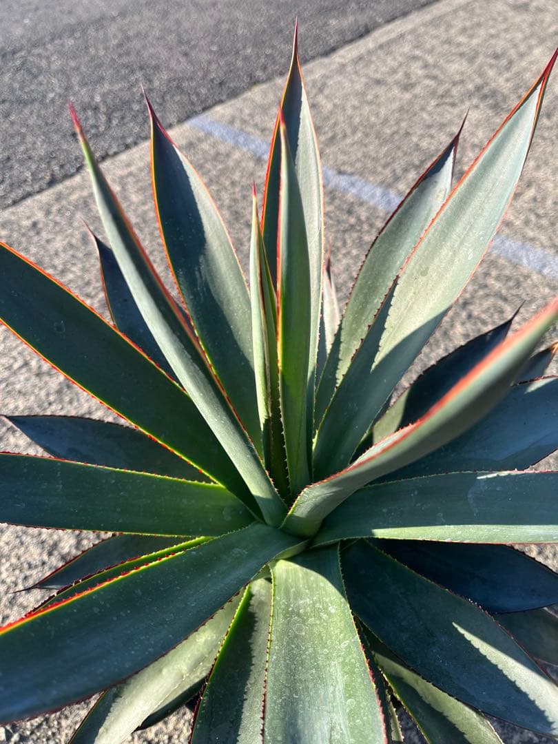 HARU‼️ アガベ　ブルーグロー　耐寒性　ドライガーデン