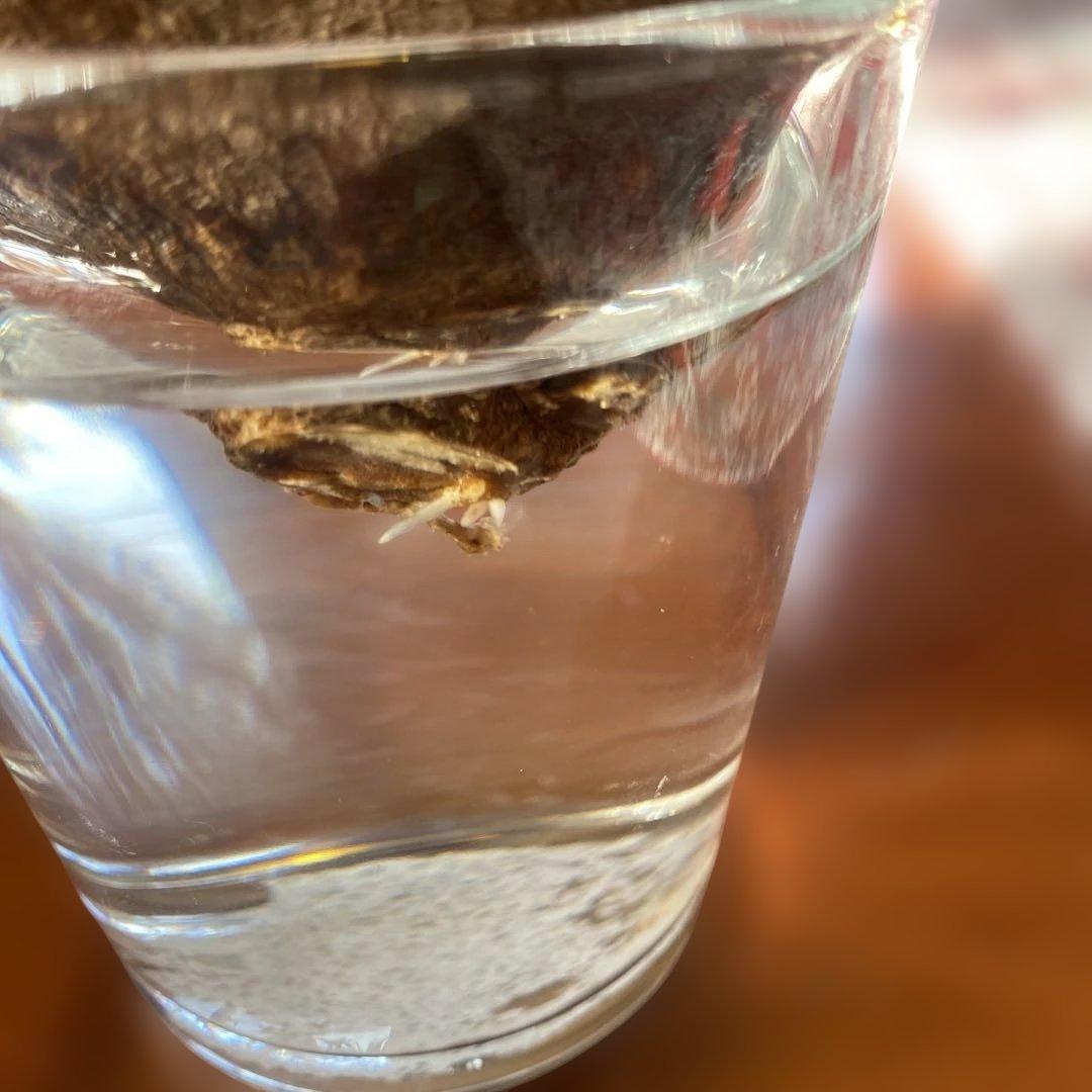 グラキリス 現地球