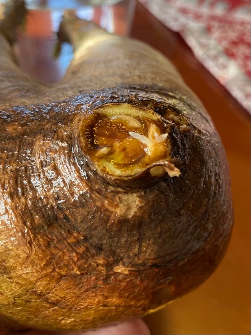 グラキリス 現地球