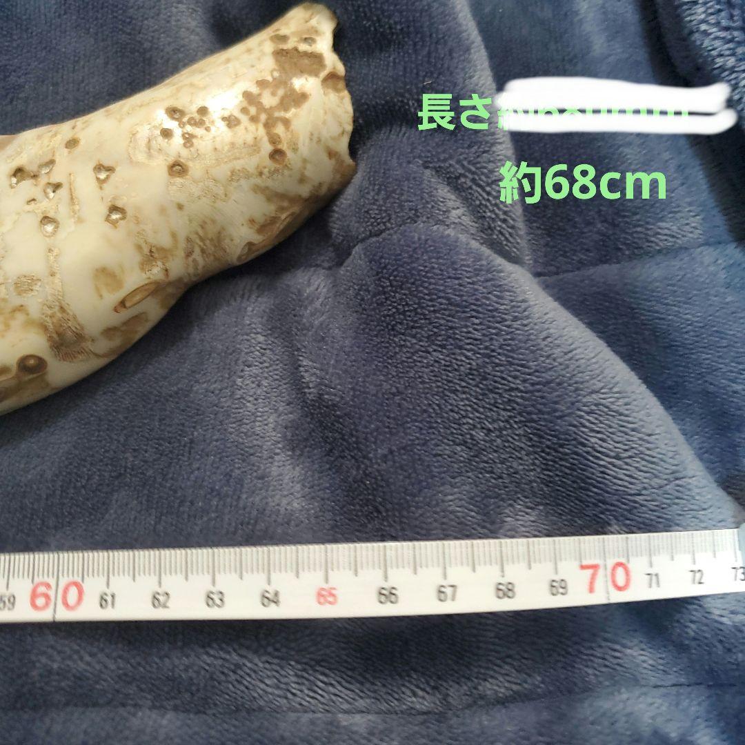 深海松　天然珊瑚　原木